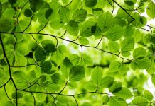 Evergreen.ai launches free AI financial adviser