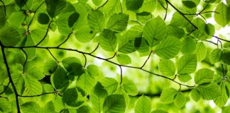 Evergreen.ai launches free AI financial adviser
