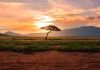 FORUS, DotCooperation team up on African cooperative IDs