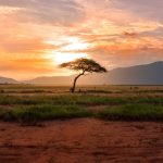 FORUS, DotCooperation team up on African cooperative IDs