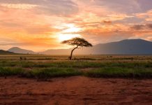 FORUS, DotCooperation team up on African cooperative IDs FORUS, DotCooperation team up on African cooperative IDs