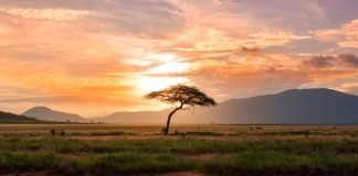 FORUS, DotCooperation team up on African cooperative IDs