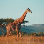 Instarc bags €1.25m to crack South Africa's compliance market