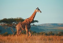 Instarc bags €1.25m to crack South Africa's compliance market
