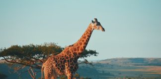 Instarc bags €1.25m to crack South Africa's compliance market