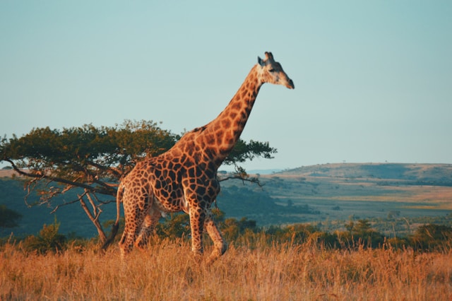Instarc bags €1.25m to crack South Africa's compliance market