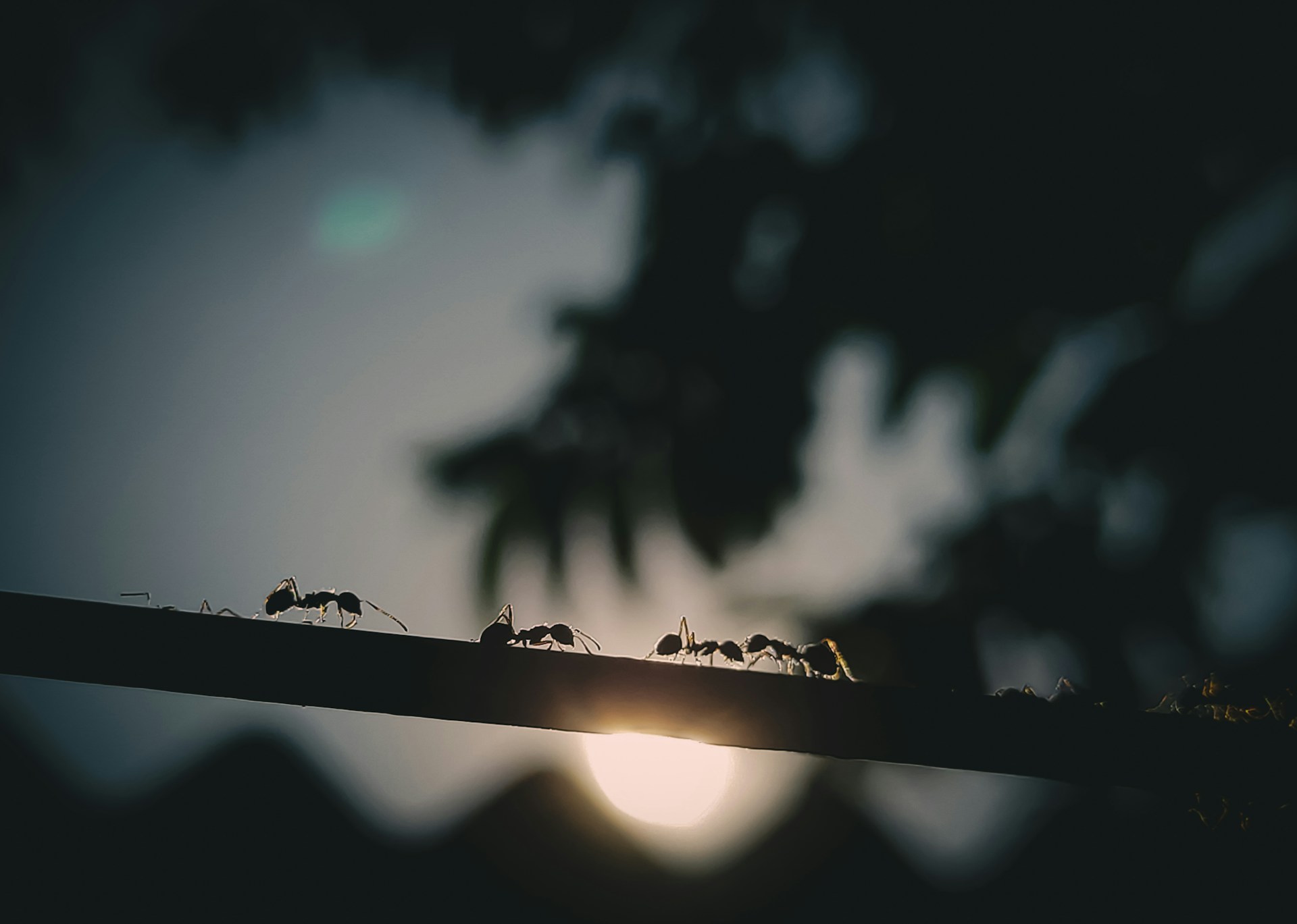 Ant International turns payments, FX and treasury into AI-agent infrastructure