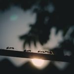 Ant International wins payment licence in Brazil