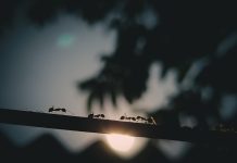 Ant International wins payment licence in Brazil