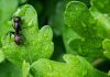 Ant International scales AMP as agentic payments go global