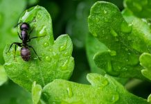 Ant International scales AMP as agentic payments go global