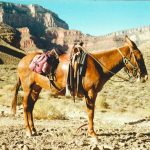 Banks risk missing mule networks beyond the first hop