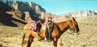 Banks risk missing mule networks beyond the first hop