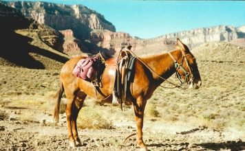 Banks risk missing mule networks beyond the first hop