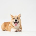 Corgi targets growing insurance gap around AI infrastructure