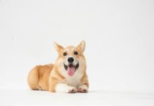 Corgi targets growing insurance gap around AI infrastructure Corgi targets growing insurance gap around AI infrastructure