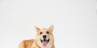 Corgi targets growing insurance gap around AI infrastructure