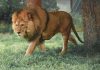 Lion Group shifts digital asset treasury towards HYPE Lion Group shifts digital asset treasury towards HYPE