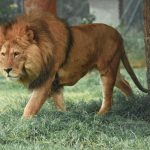 Lion Group shifts digital asset treasury towards HYPE