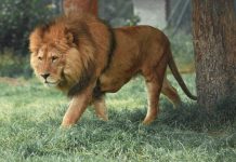 Lion Group shifts digital asset treasury towards HYPE