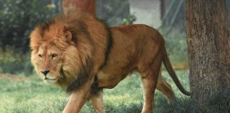 Lion Group shifts digital asset treasury towards HYPE