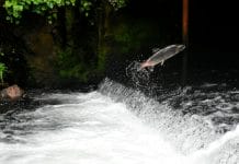Salmon secures $140m to expand lending in the Philippines Salmon secures $140m to expand lending in the Philippines