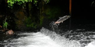 Salmon secures $140m to expand lending in the Philippines