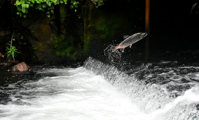 Salmon secures <astro-island uid=