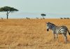 The Zebra links with AI assistant Muse for faster quotes