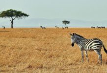 The Zebra links with AI assistant Muse for faster quotes