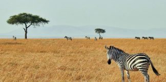 The Zebra links with AI assistant Muse for faster quotes