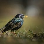 Starling turns to UK sovereign cloud to develop banking AI model