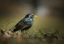 Starling turns to UK sovereign cloud to develop banking AI model Starling turns to UK sovereign cloud to develop banking AI model