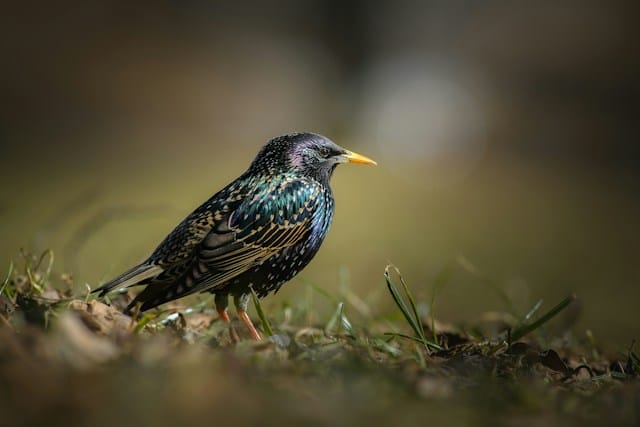 Starling Bank partners with NVIDIA, Civo for UK sovereign AI cloud