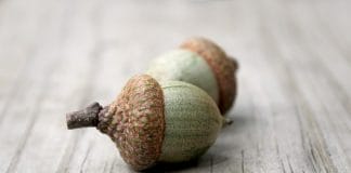 Acorns buys Frich to attract the next generation of investors