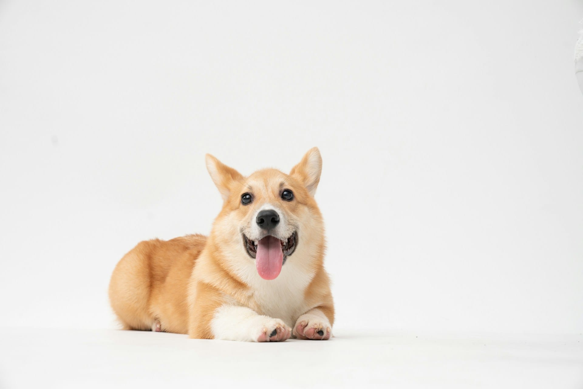 Corgi hires ex-Chubb executive to lead AI underwriting