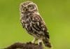 Tidal Ventures leads $5.3m seed round for RedOwl