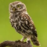 Tidal Ventures leads $5.3m seed round for RedOwl